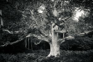 Sentinel oak in the Creuse woodlands, France